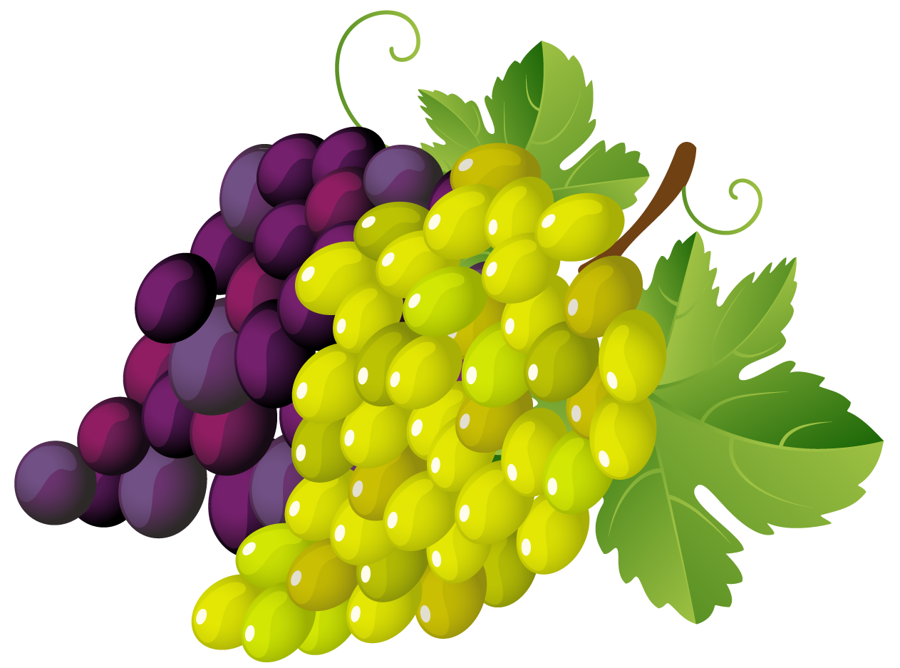Grapes clipart 2