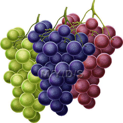 Grapes clipart free clip art image 2