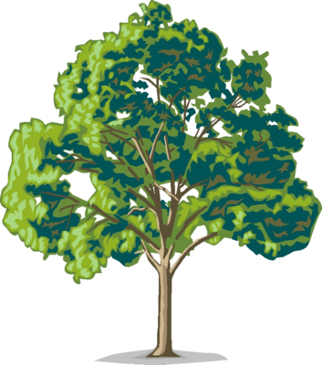 Oak trees clipart free clipart images image