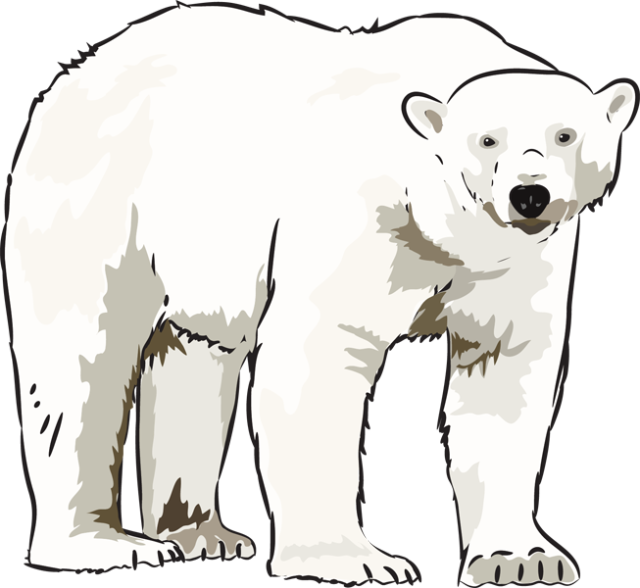 Art polar bear clipart clipart kid