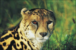 Cheetah clip art download