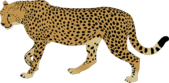 Cheetah tattoo illustration 5 megapixl cliparts - Clipartix