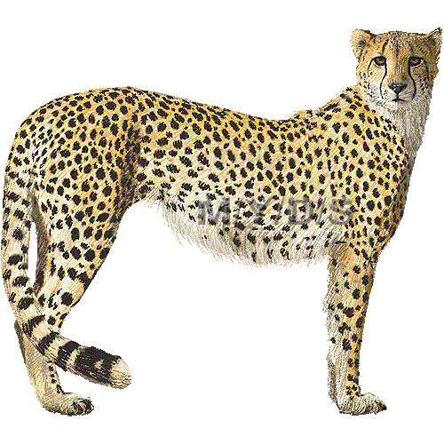 Cheetah clipart free images 4