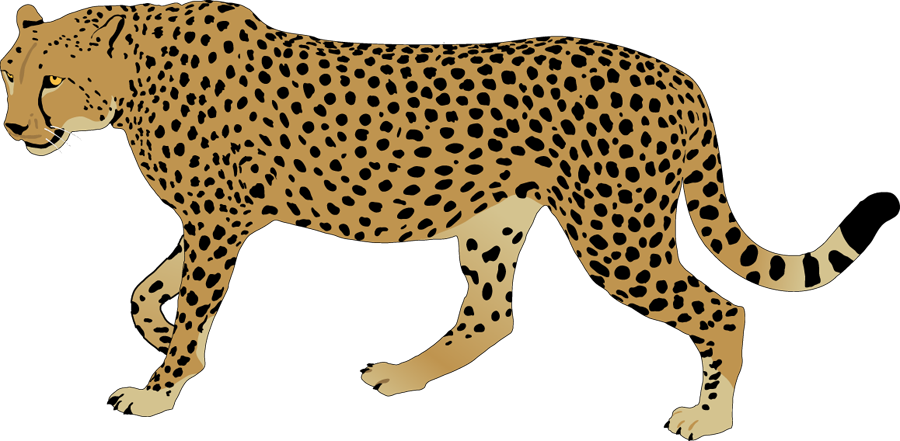 Cheetah clipart free images