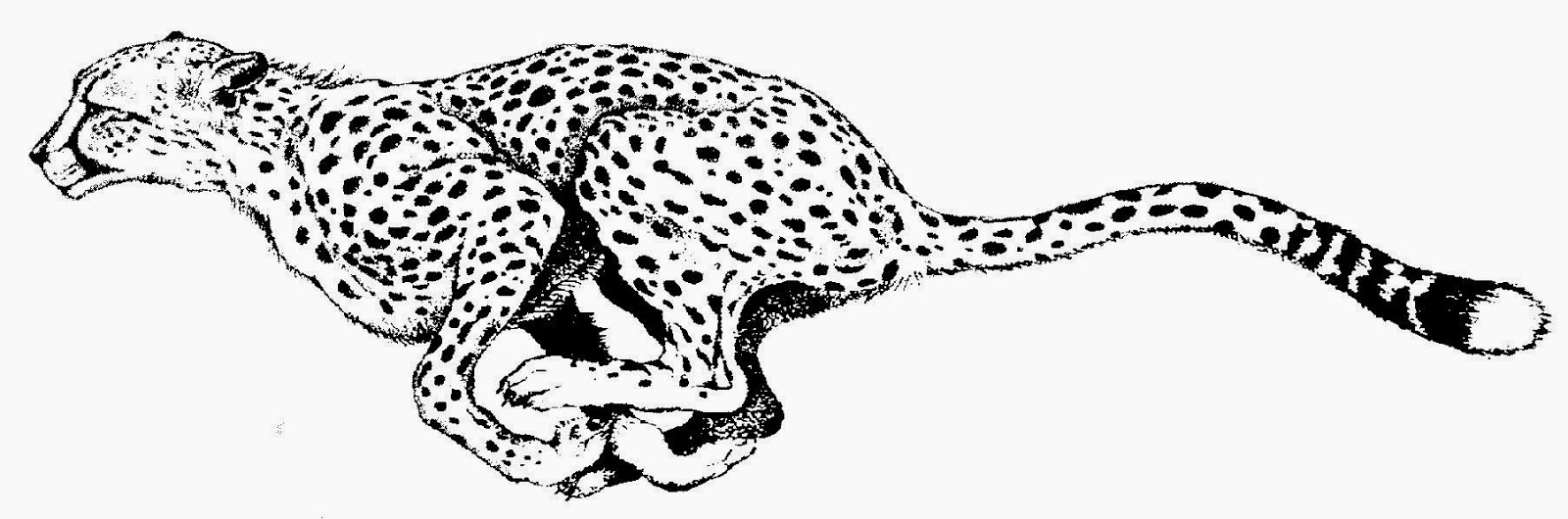 Cheetah print black and white clipart kid