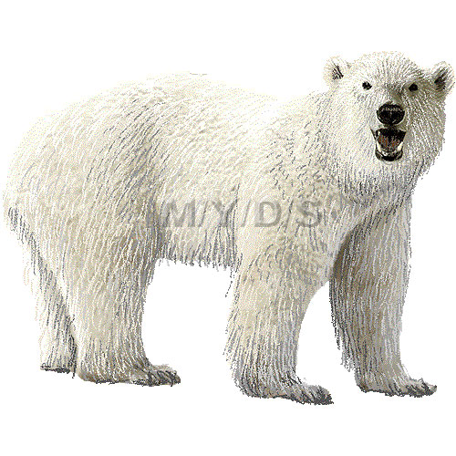 Free bear clip art polar bear clipart pics 2 image 2