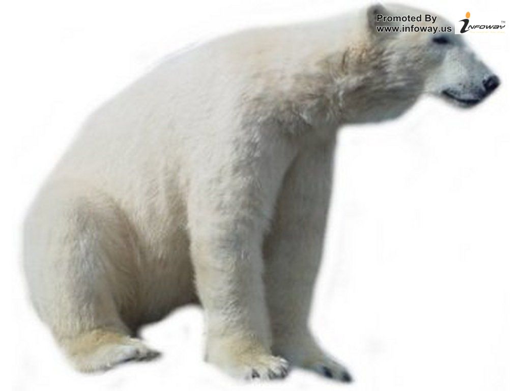 Free bear clip art polar bear clipart pics 2 image