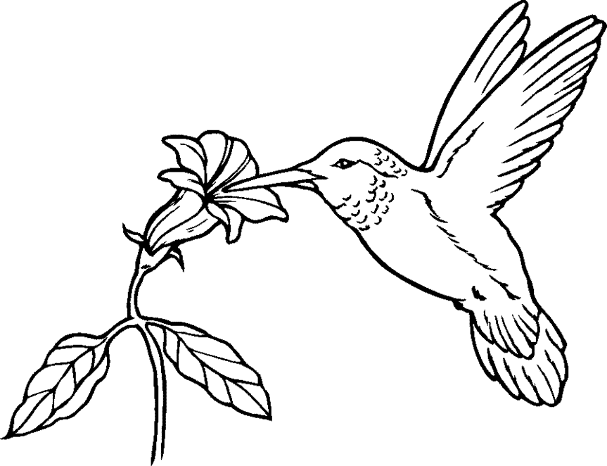 Free hummingbird clipart image