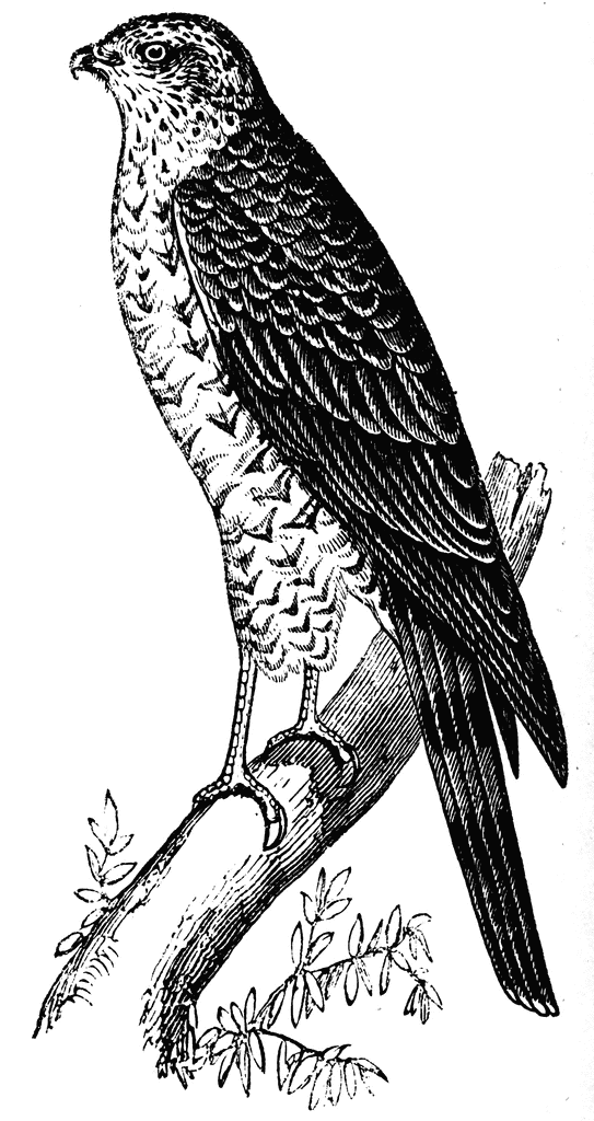 Hawk clipart image 2