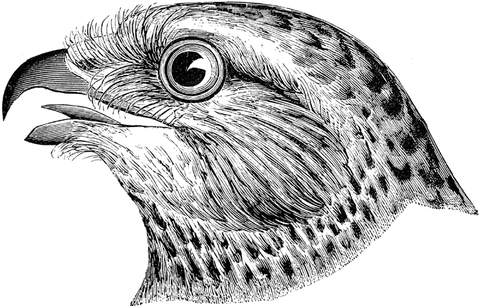 Hawk clipart image
