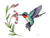 Hummingbird clipart free clipart images image – Clipartix