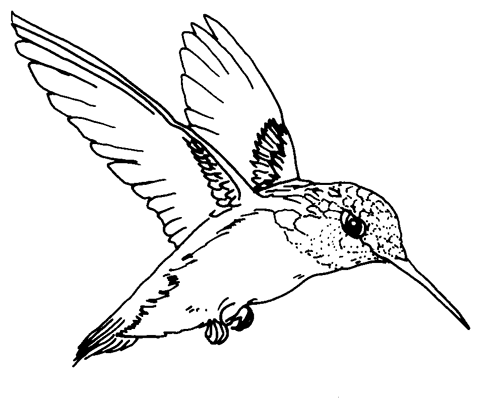 Hummingbird clipart free clipart images image 2