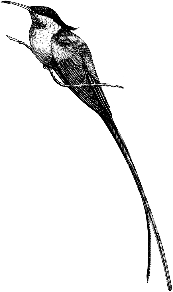 Hummingbird humming bird drawings clipart image