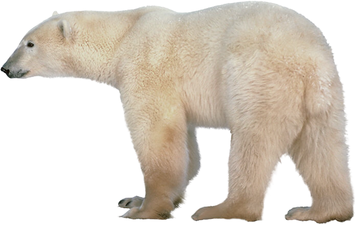 Little polar bear clip art image