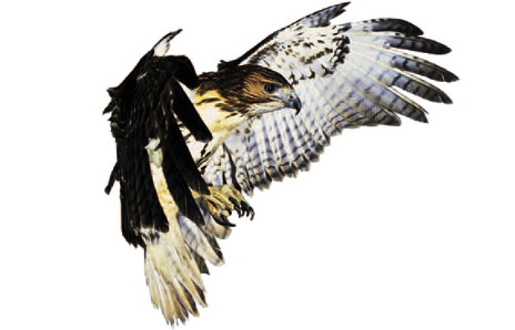 Marked hawk clip art vector clip art free image