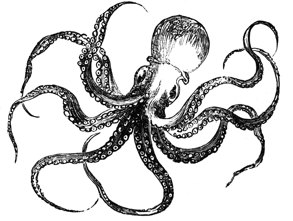 Octopus art clipart