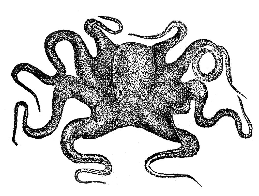 Octopus black and white clipart kid 2