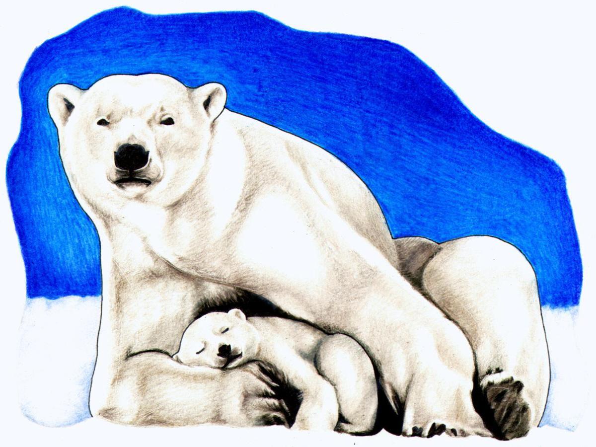 Polar bear bear clip art image