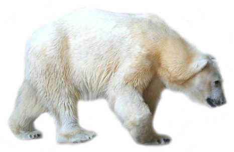 Polar bear bear clip art vector bear graphics image 4