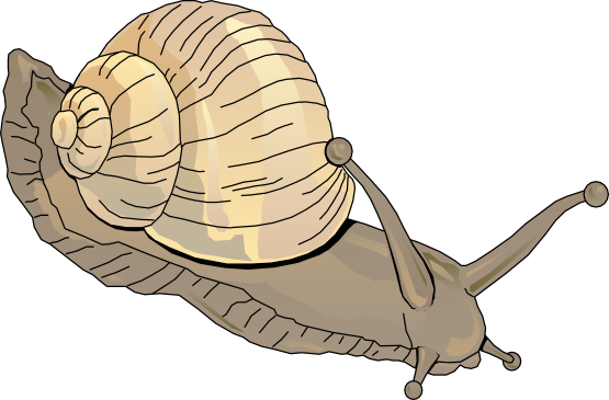 Snail clipart 5 image
