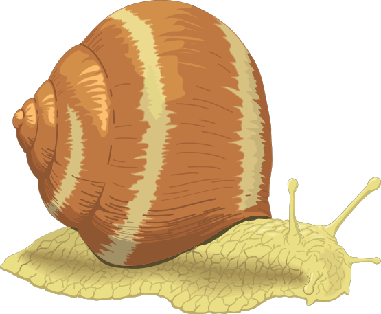 Snail clipart free image