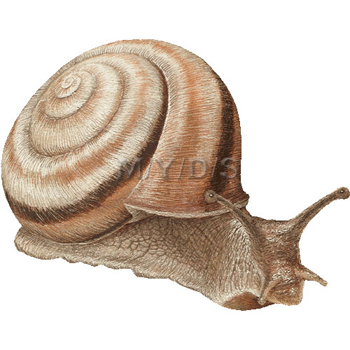 Snail clipart graphics free clip art