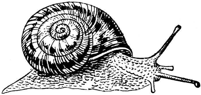 Snail clipart image 2