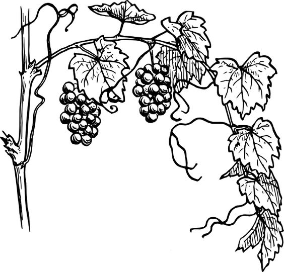 Black and white vine clip art grapevine vector