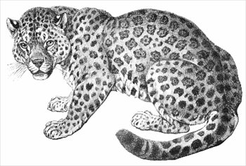 Free jaguars clipart graphics images and photos
