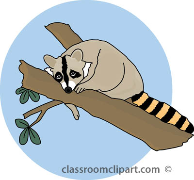 Free raccoon clipart clip art pictures graphics illustrations 3