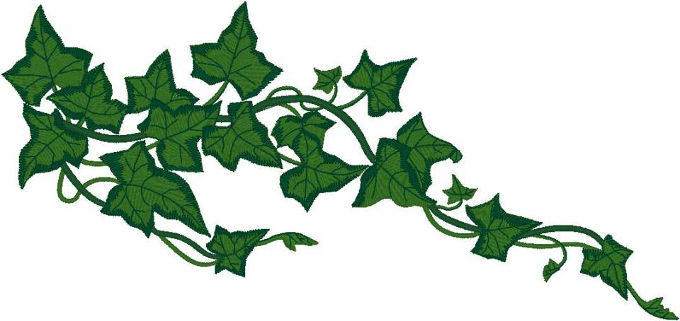 Ivy vines clipart