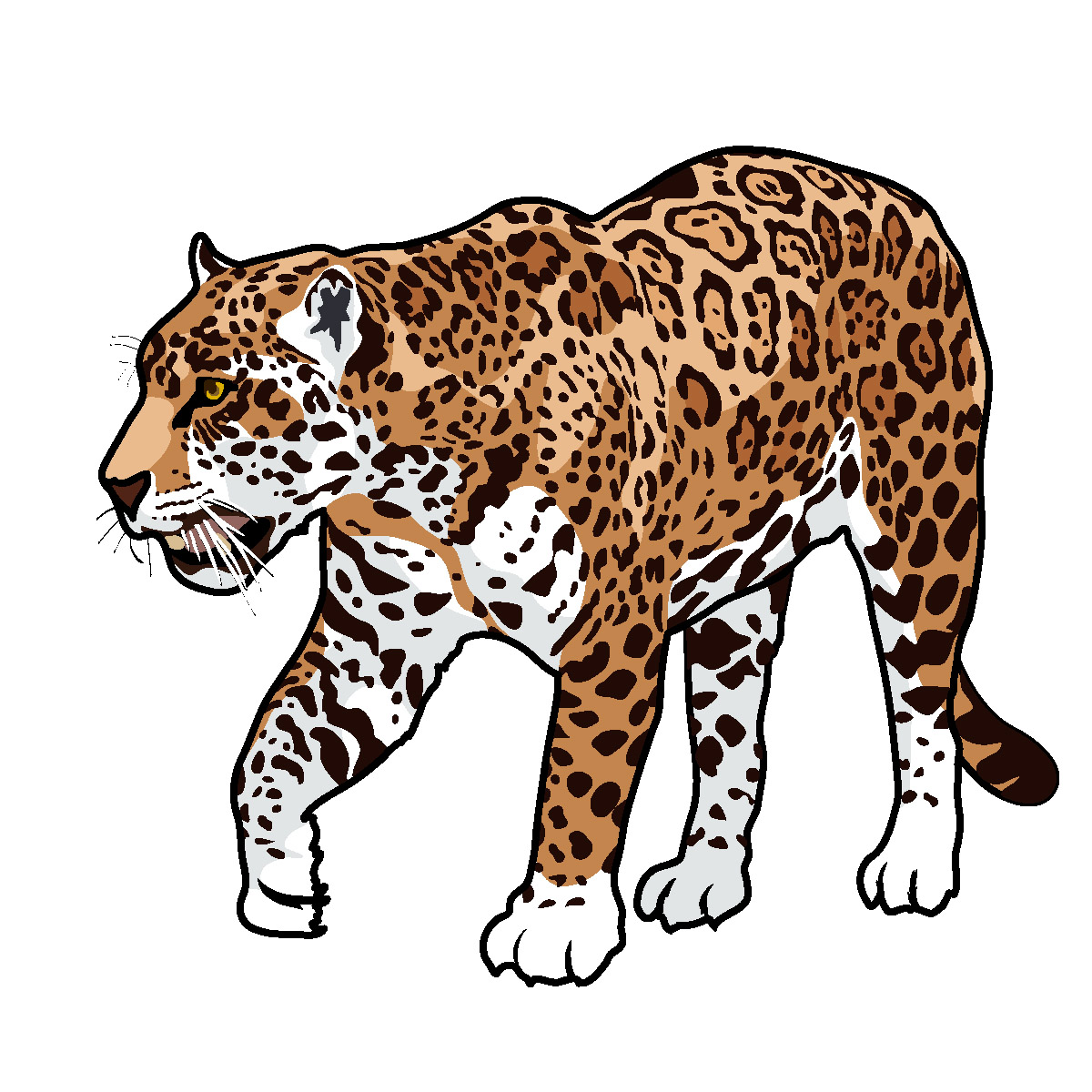 Jaguar clipart 3