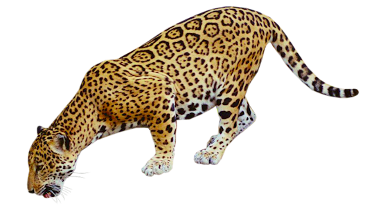 Jaguar clipart 8