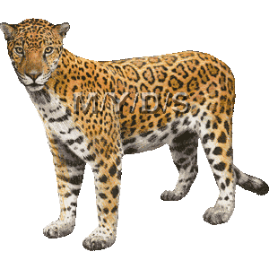 Jaguar clipart graphics free clip art