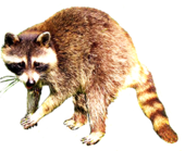 Free Raccoon Clipart Pictures - Clipartix