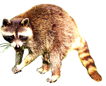 Raccoon animal clip art