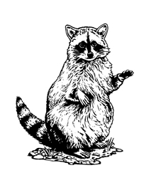 Raccoon camp discovery clip art free clipart images