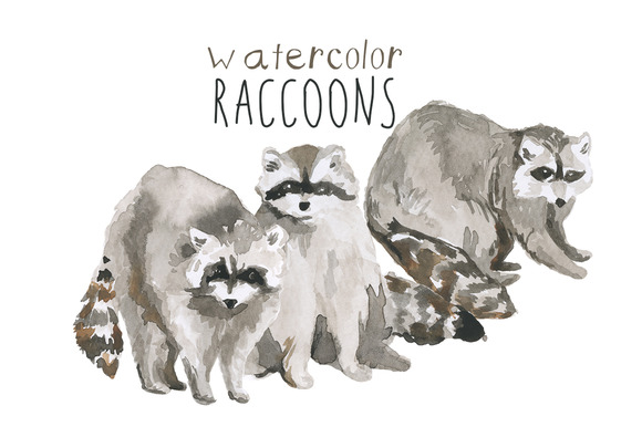 Raccoon clip art photos graphics fonts themes templates