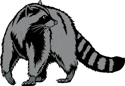 Raccoon clipart 4