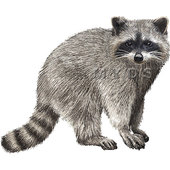 Raccoon clipart 5 – Clipartix