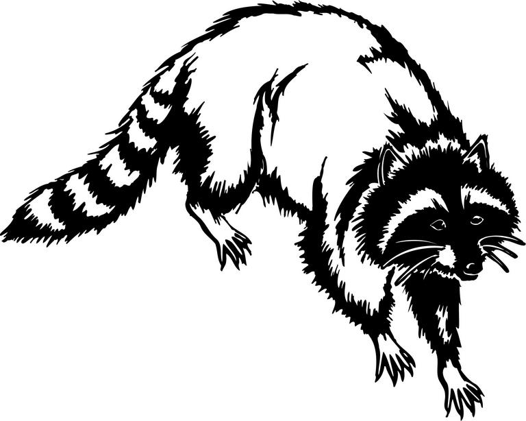 Raccoon clipart free clipart images 2
