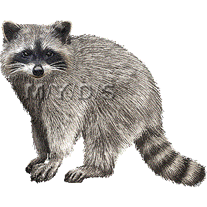 Raccoon clipart graphics free clip art