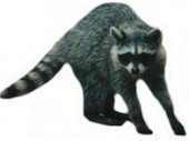 Free Raccoon Clipart Pictures - Clipartix