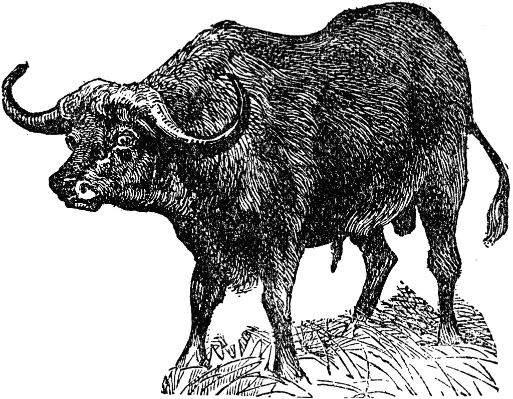 Buffalo clip art 2 image