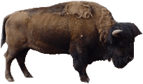 Buffalo clipart 2