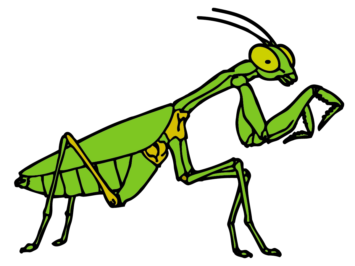 Cricket insect clipart kid