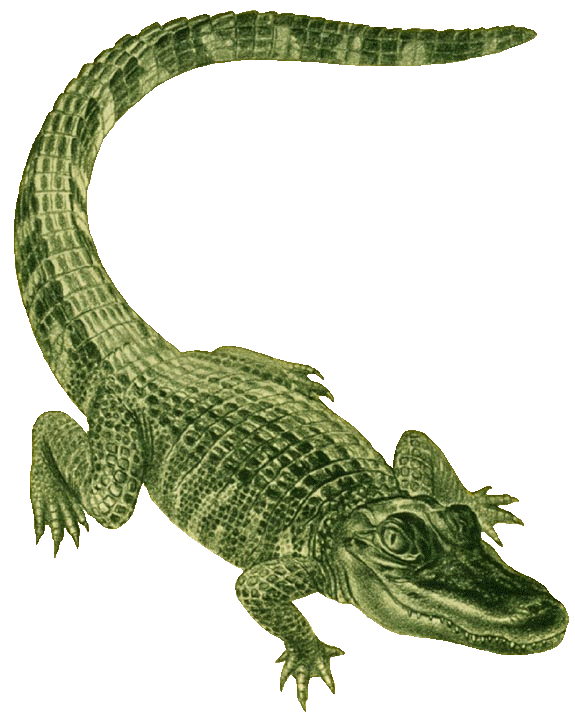 Crocodile 0 images about gators on alligators clip art and 3