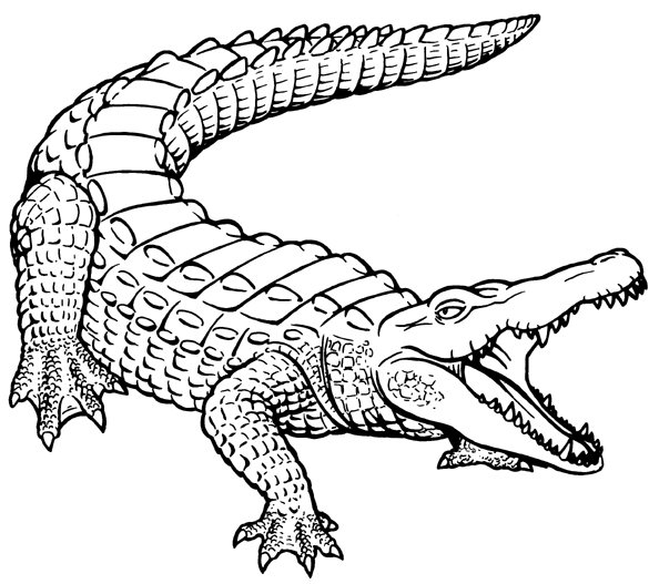 Crocodile alligator outline clipart kid 3
