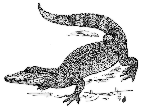 Crocodile free alligator clipart clip art pictures graphics 5