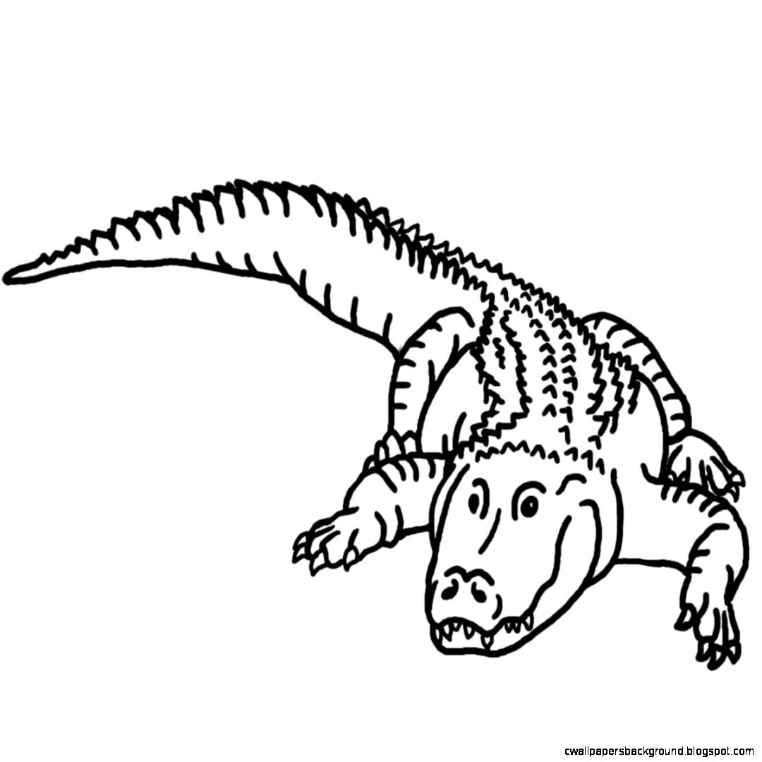 Crocodile free alligator clipart clip art pictures graphics 6